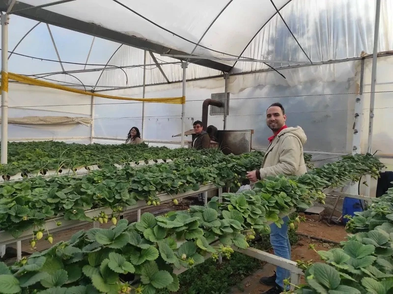 Denizli Bekilli’de Çilek Üretimine Yakın Takip