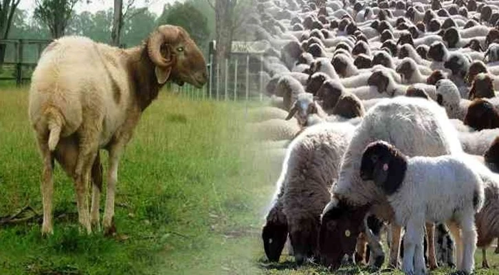 Denizli’de besicilere 6300 adet İvesi koyun dağıtılacak