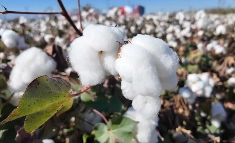 Denizli'de beyaz altın sezonu başladı!
