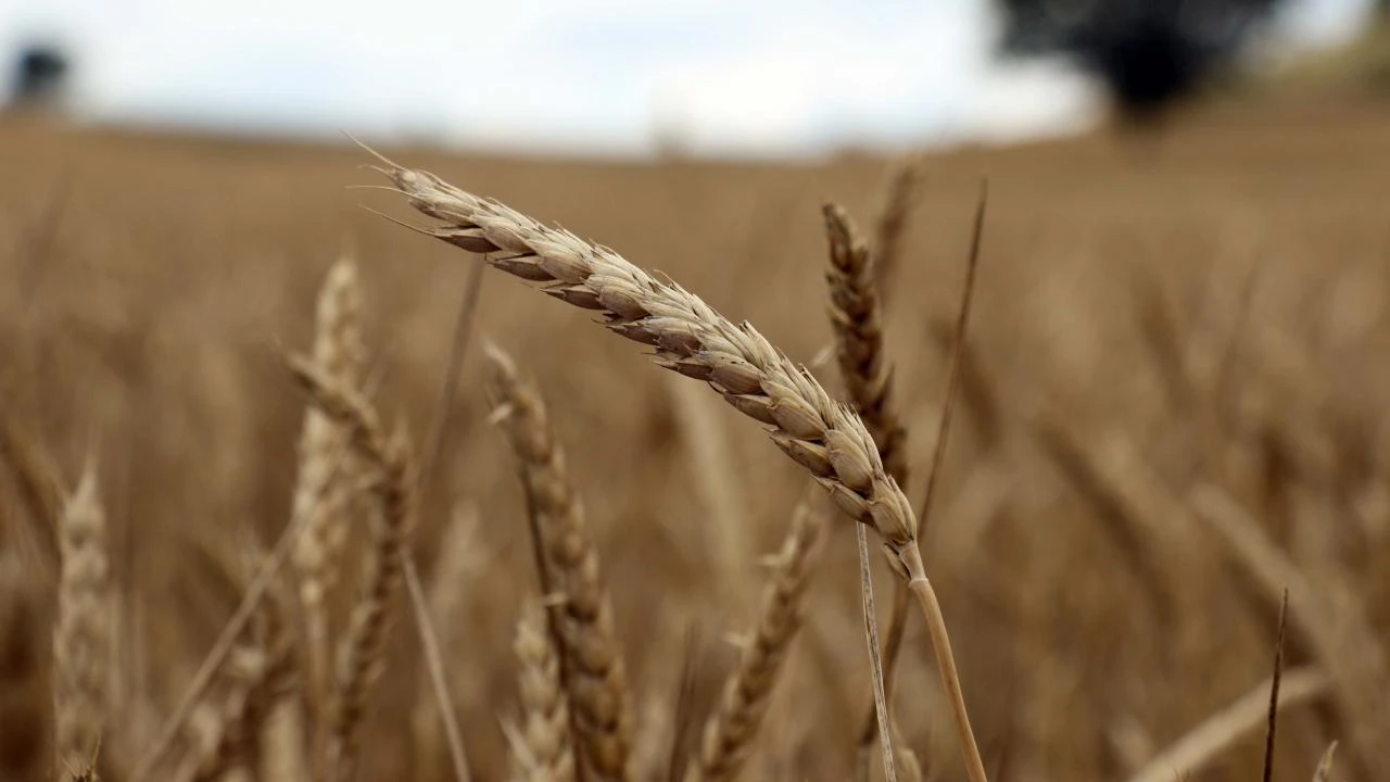 Deprem bölgesinin tarım ve hayvancılıktaki payı