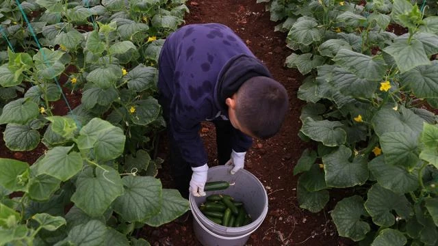 Depremzede çiftçiler salatalık hasadı için hazırlıklara başladı