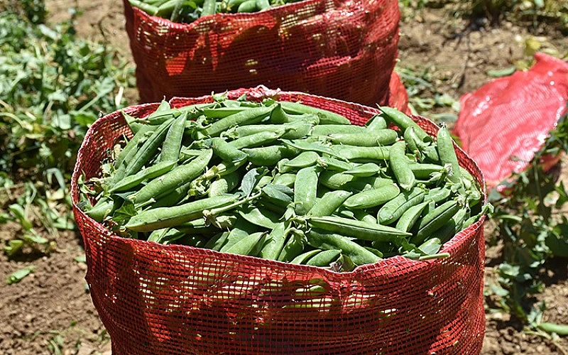 Depremzede tarım işçileri Arsuz'da bezelye hasadıyla geçimini sağlıyor