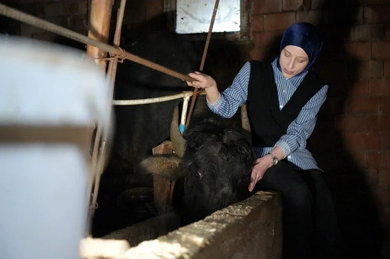 Devlet desteğiyle köyün tek kadın manda yetiştiricisi oldu!