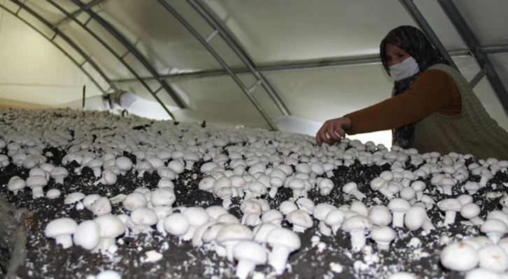 Devlet desteğiyle mantar üreten 3 çocuk annesi girişimci, kadınlara da umut oluyor