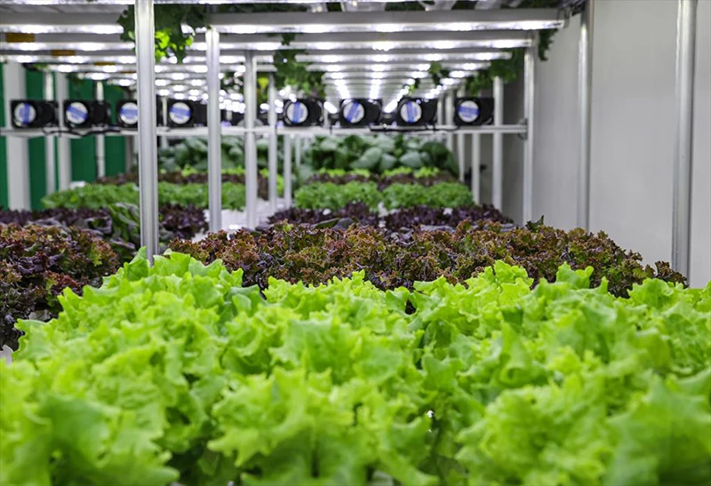 Dikey tarım yüksek su tasarrufu ve minimum karbon salımı sağlıyor