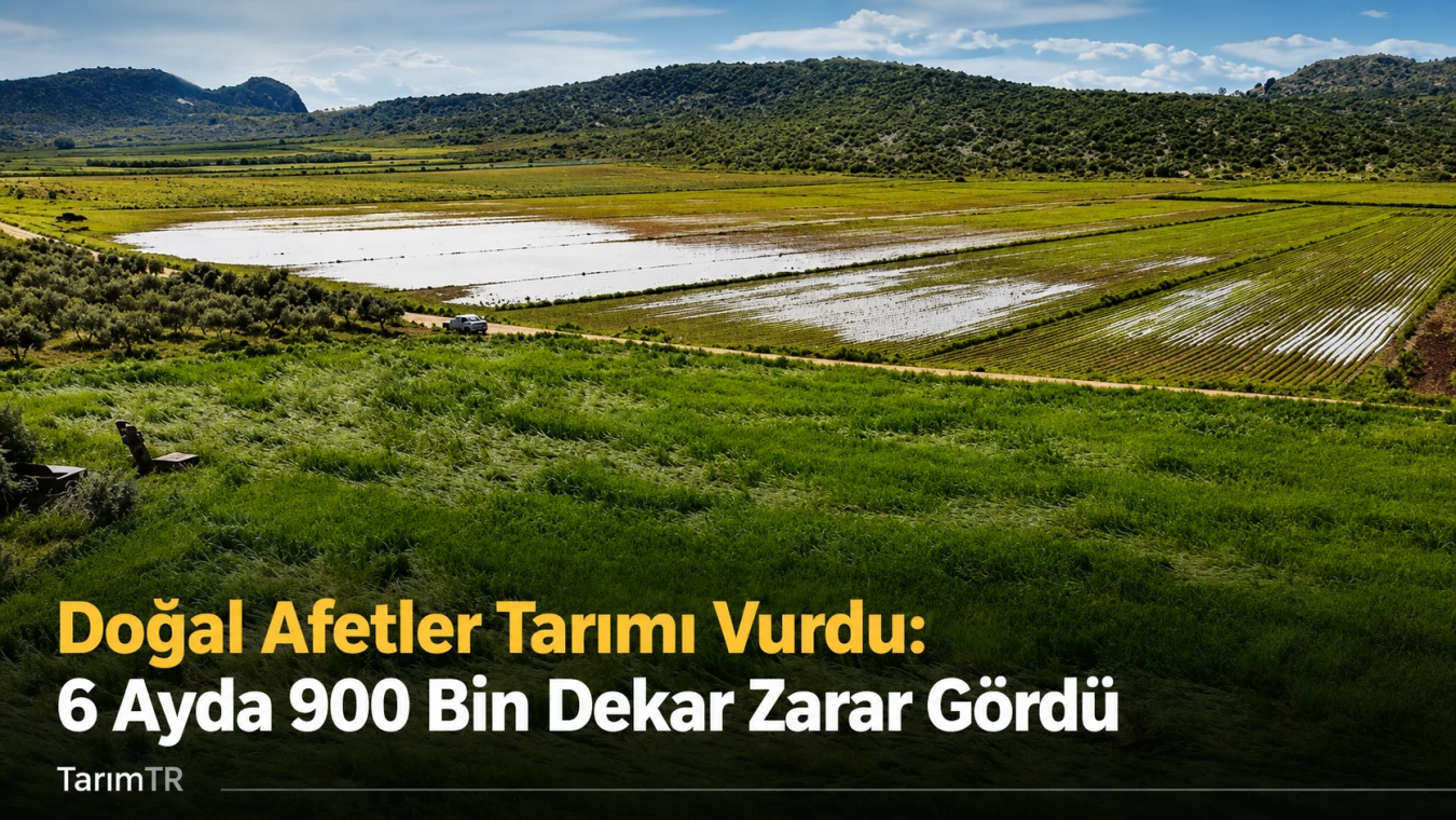 Doğal Afetler 6 Ayda 900 Bin Dekar Tarım Alanına Zarar Verdi