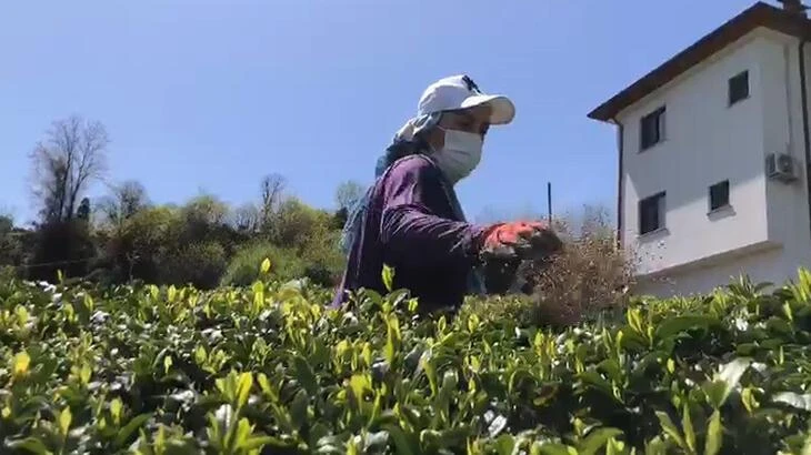 Doğu Karadeniz'de yaş çay sezonu hazırlıkları başladı