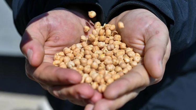 Domaniç’te 43 üreticiye yüzde 50 hibeli 4 bin 350 kilo nohut tohumu dağıtıldı