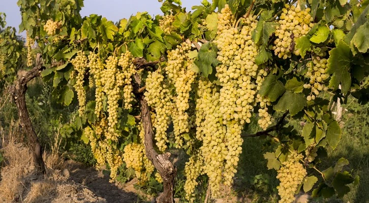 Dünya’nın tercihi Türk üzümü oldu