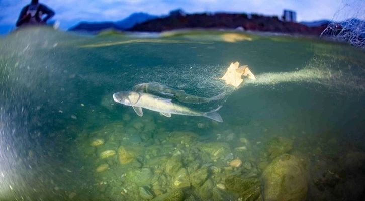 Dünyayı heyecanlandıran balığın bulunduğu Sason Çayı ağlardan temizlendi