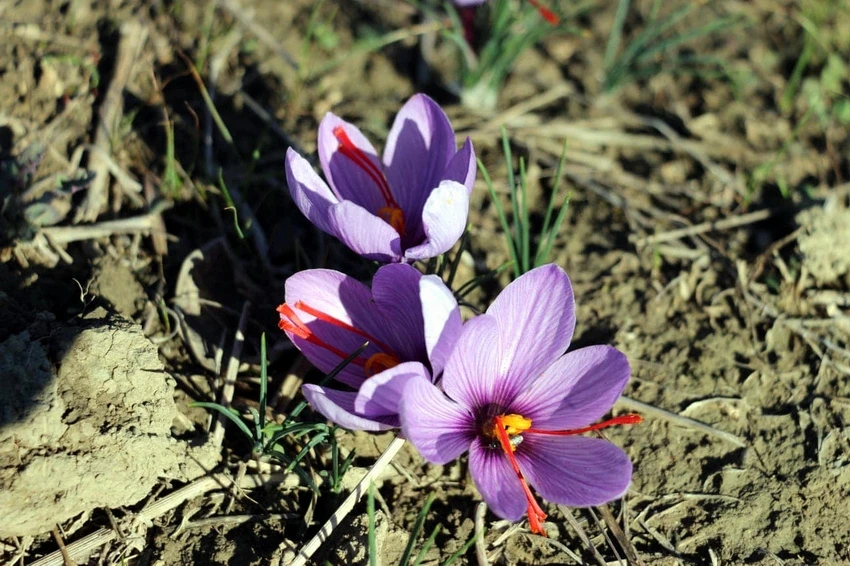 Durağan’da safran hasadı şenliği
