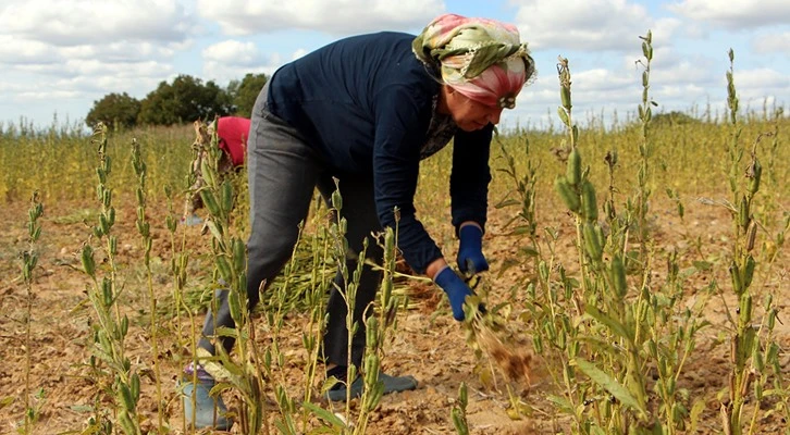Edirne'de susam hasadı başladı