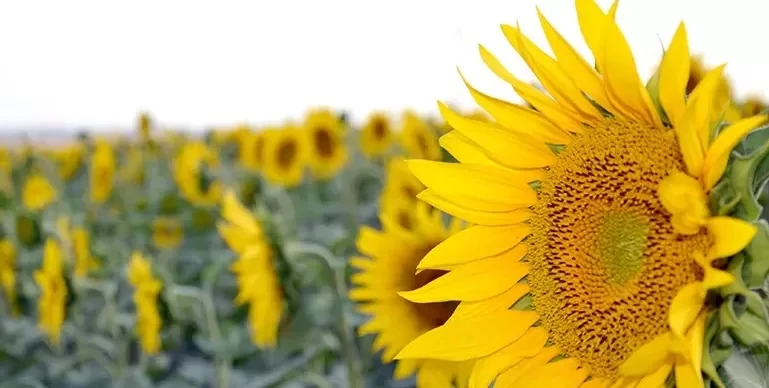 Edirneli çiftçilere yüzde 75 hibeli tohum desteği