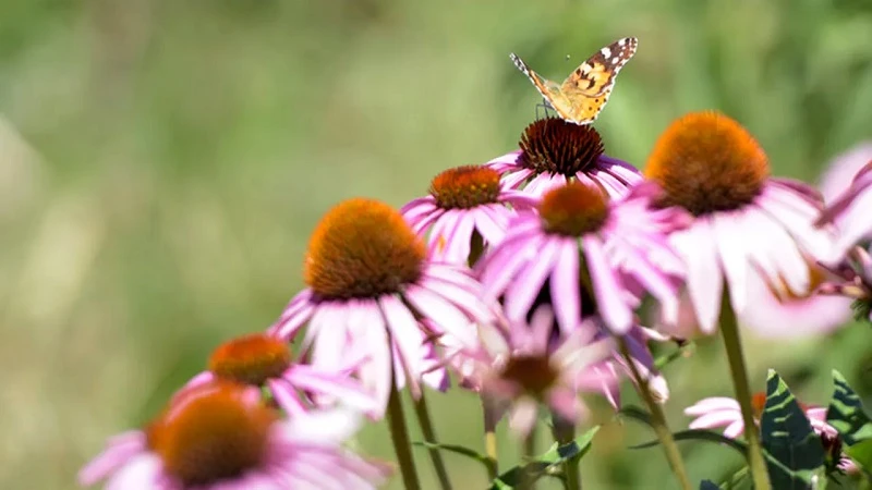 Ekinezya Trakya çiftçisine alternatif tarım ürünü olacak