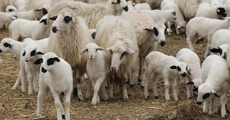 Elazığ İli Damızlık Koyun Keçi Yetiştiricileri Birliği teknik eleman alacak