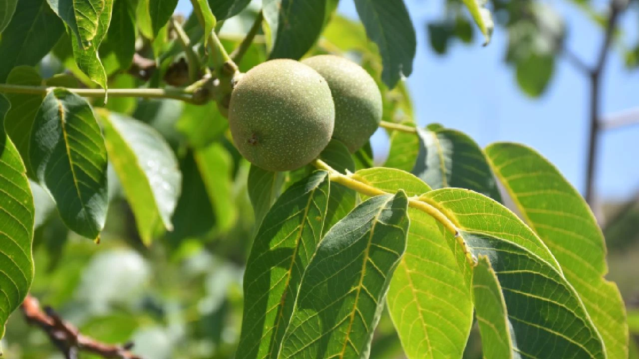 Elazığ'da 125 bin ağaçta ceviz hasadı başladı