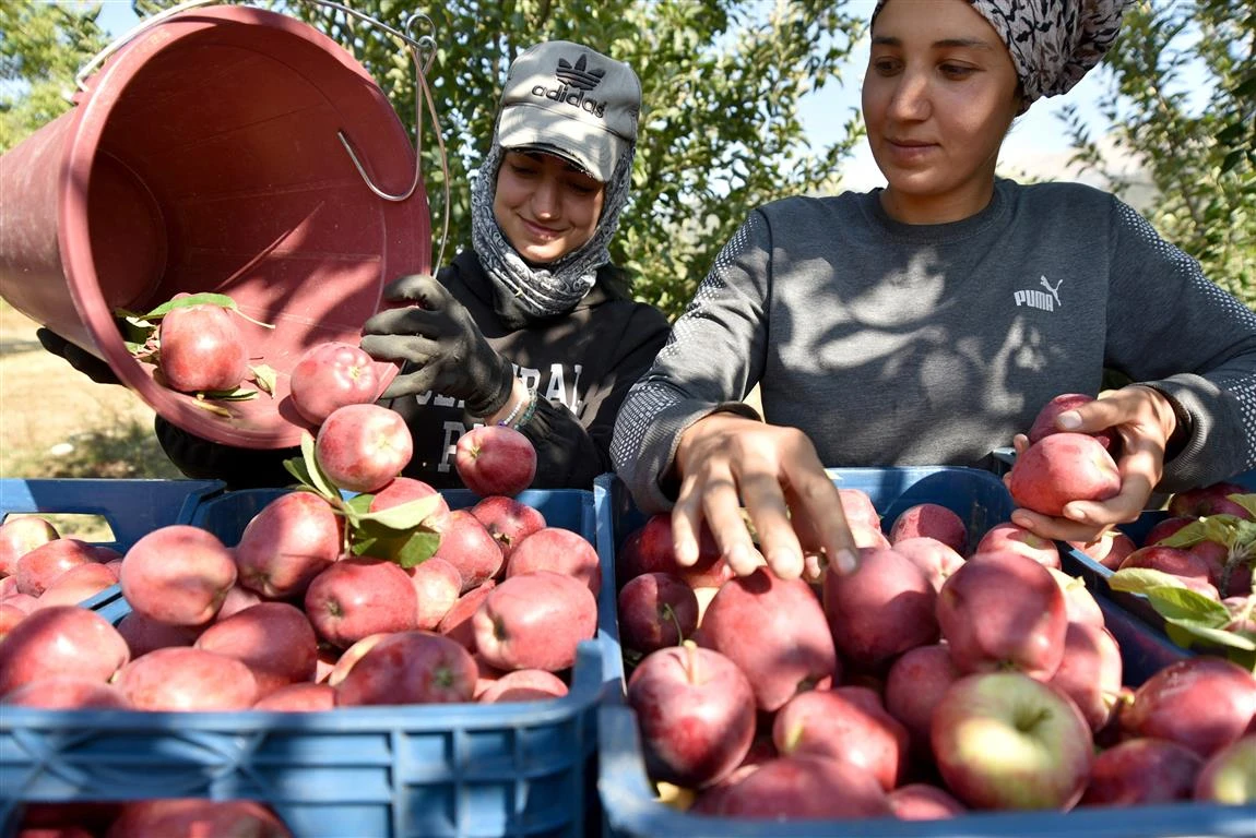 Elma Hasat Şenliği yapıldı
