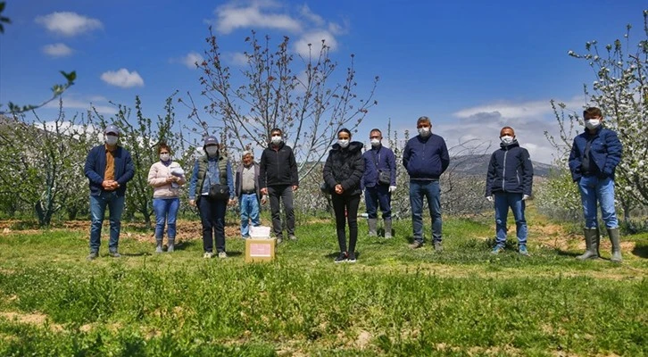 Elma kurduna karşı örnek biyoteknik mücadele