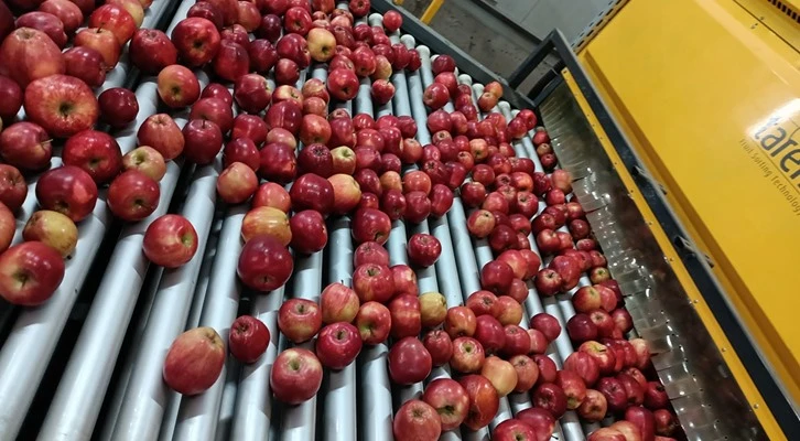 Elma üretimi yatırımlarla artırılacak