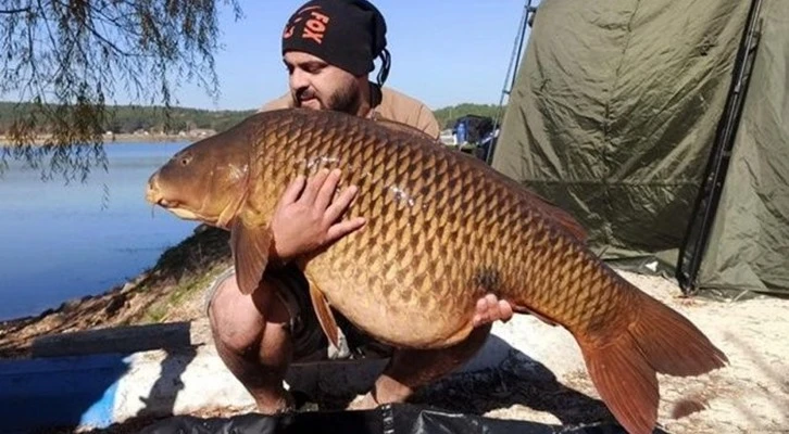 En büyük sazan balığı olarak kayıtlara geçti
