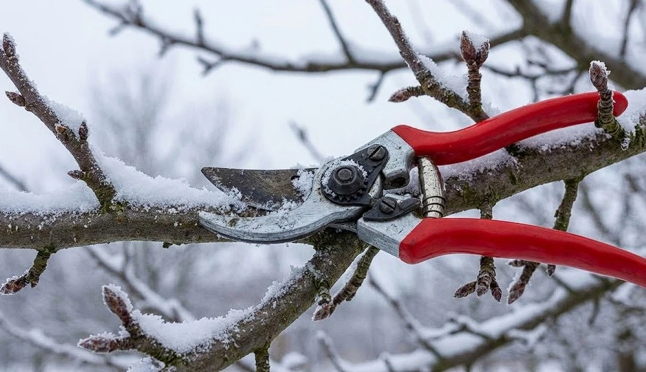 Erken budama donu çağırır mı? Bahçelerde gizli risk büyüyor