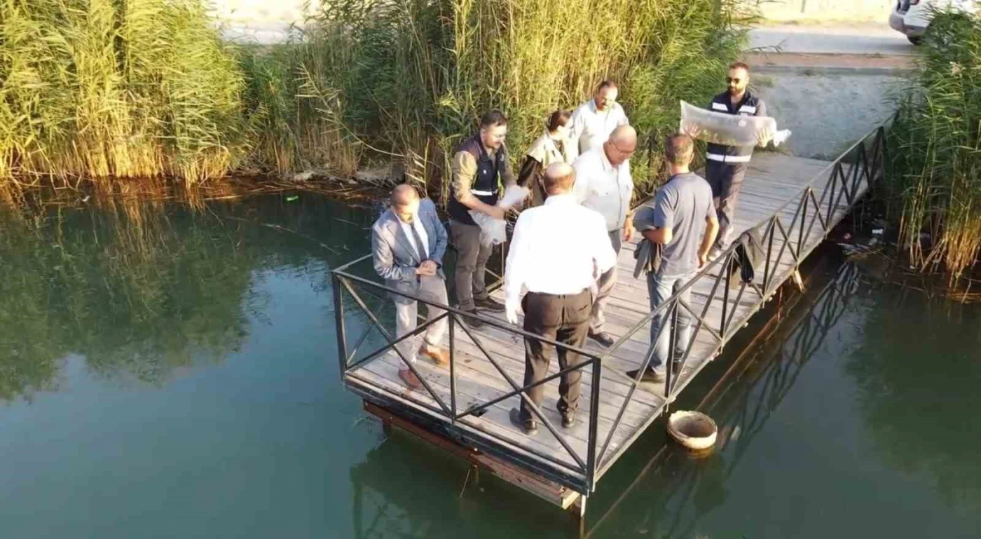 Erzincan'da 902 bin sazan balığı yavrusu suyla buluşturuldu
