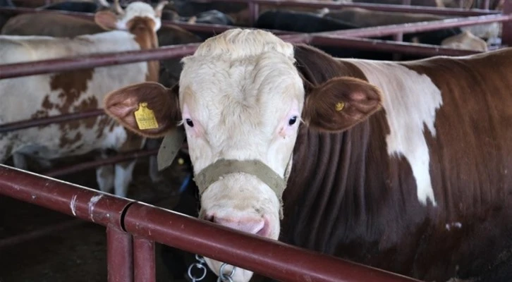 Erzincan'da et üreticilerine yem karma makinesi desteği