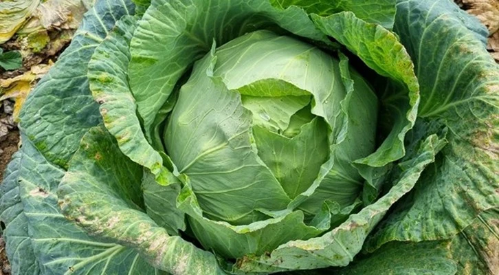 Eskipazar Lahanası için coğrafi işaret başvurusu yapıldı