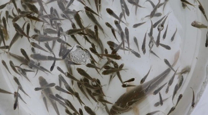 Eskişehir’de 903 bin adet yavru sazan balığı salımı yapıldı