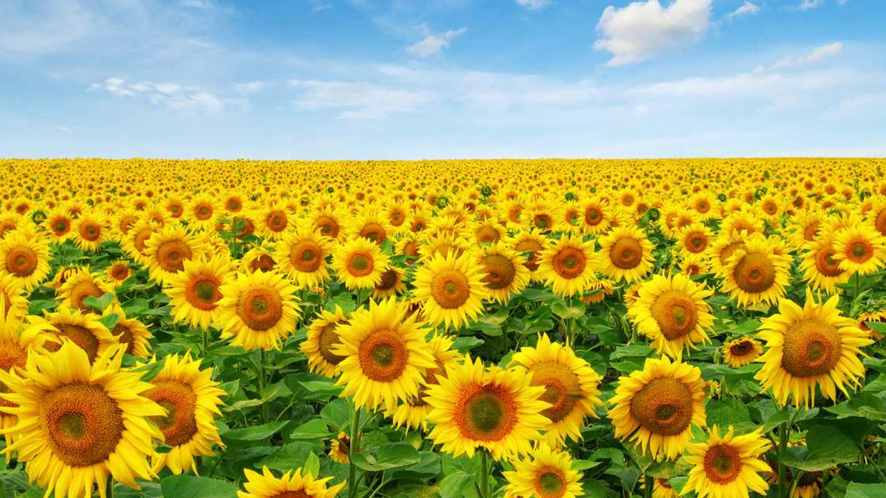 Eskişehir’de ayçiçeği üretimi zirveye taşınacak