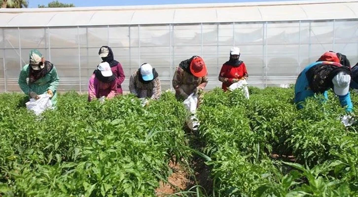 FAO, Japon projesinde üçüncü faz: İzmir ve Bursa’da yeni kooperatif, Şanlıurfa’da üretim