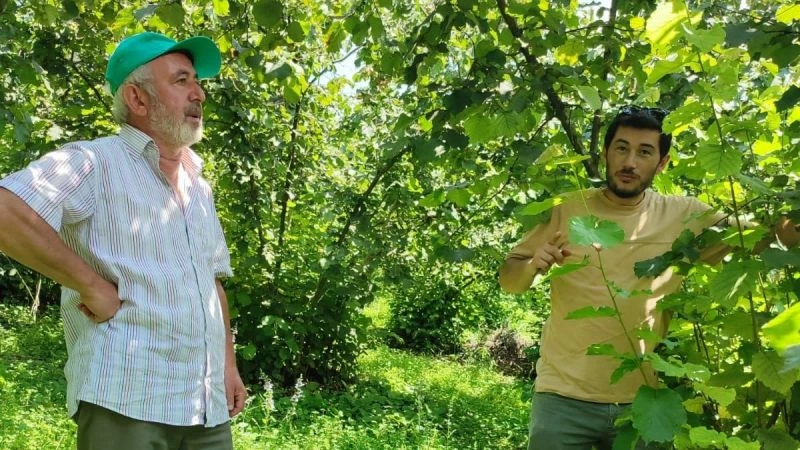 Fatsa'da fındık üreticilerine destek