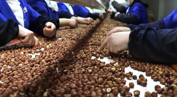 Fındık ihracatından 10 ayda 1,3 milyar dolar gelir