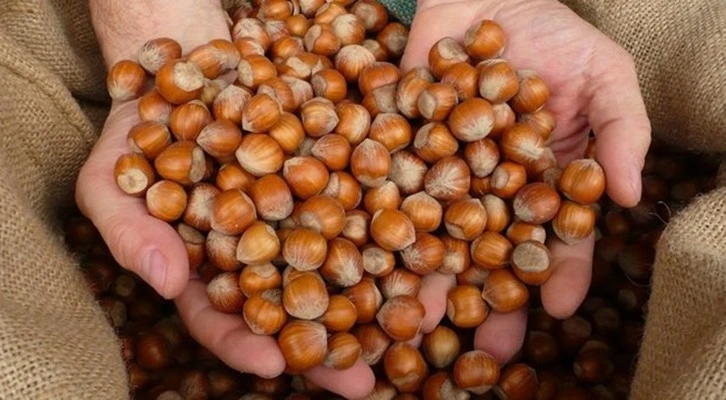 Fındık üreticileri dikkat! O işlemi yaptırırsanız verim artar