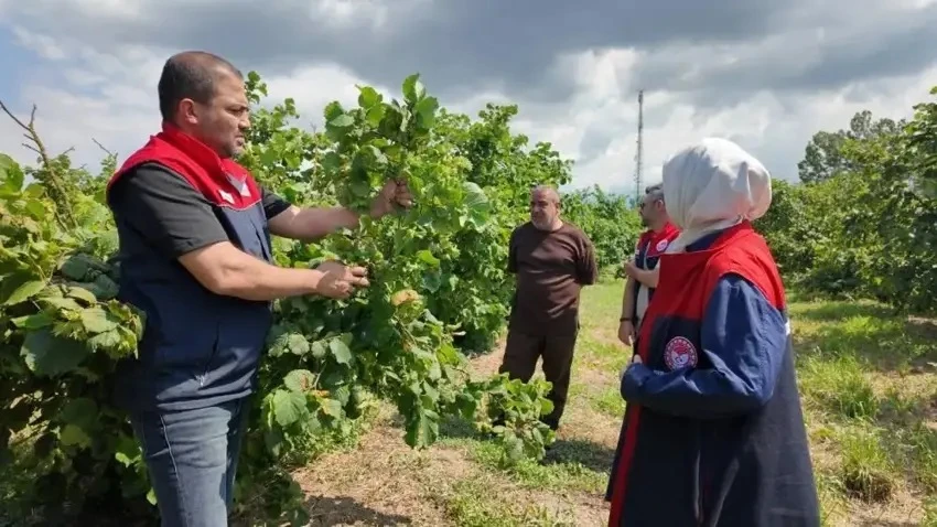Fındık Üreticilerine Sezon Öncesi Kritik Uyarı! Tarım Müdürlüğü Ekipleri Sahaya İndi