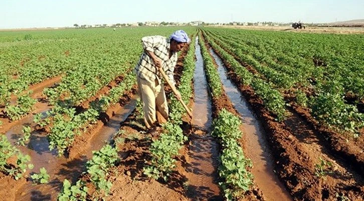 GAP'la suya kavuşan çiftçiler üretim şekillerini değiştirerek verimi artırdı