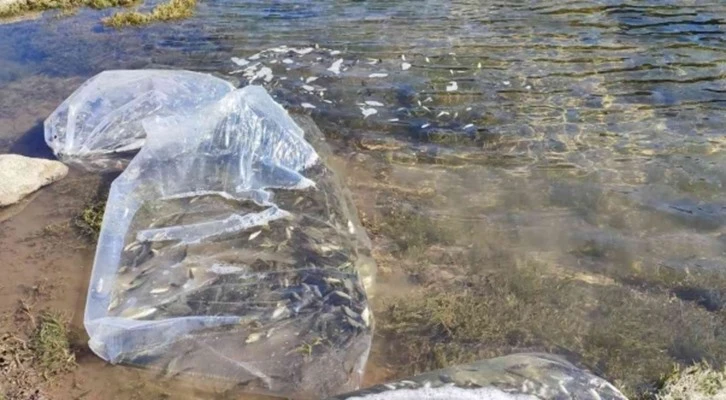 Gediz’de göletlere 200 bin sazan bırakıldı