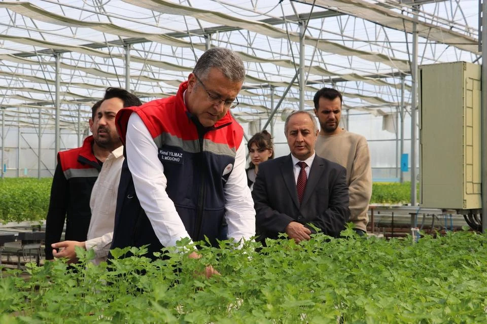 Geleneksel tarımı unutturan topraksız maydanozda ilk hasat