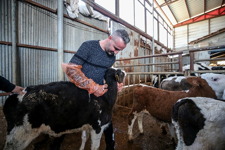 Gönüllü veterinerlerden Hataylı hayvan yetiştiricilerine destek!