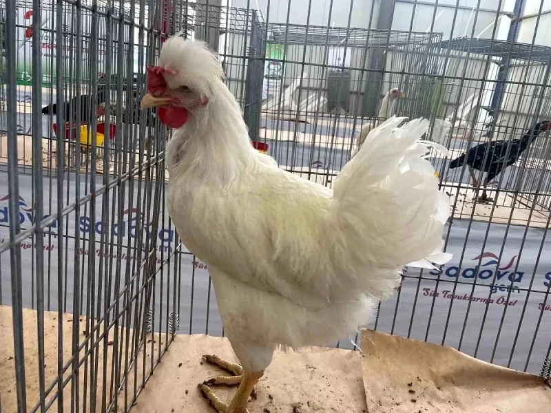 Gugulli Tavuk ırkı Balıkesir Fuarı'nda ilgi odağı oldu