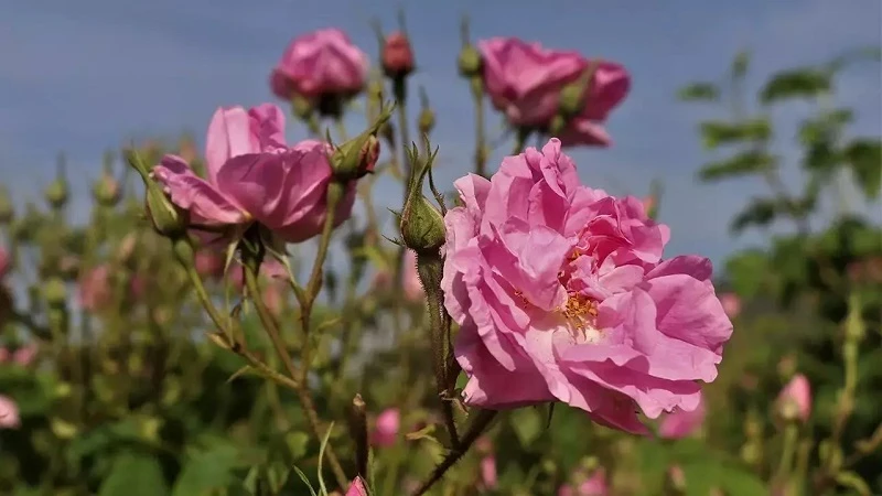 Gül çiçeği fiyatı 90 lira olarak belirlendi