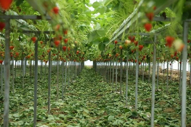 Günlük 400 kilo üretiyor! Her tohumu altın değerinde