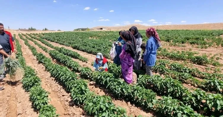 Harran Ovası'nda yanlış sulama ve çapalama ürünleri yok ediyor