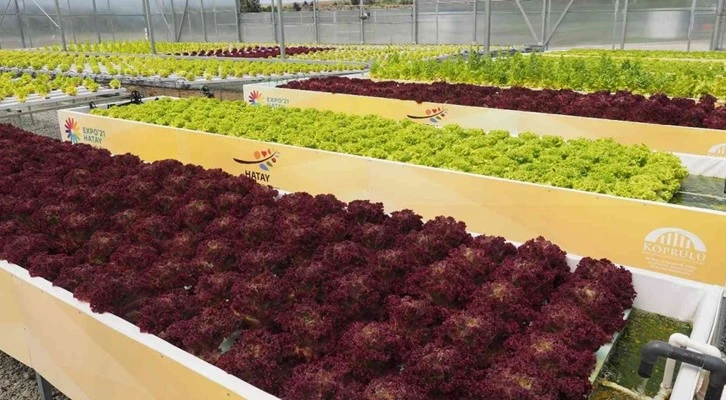 Hatay ilimiz topraksız tarımda 17 ülke şehirleri arasında birinci