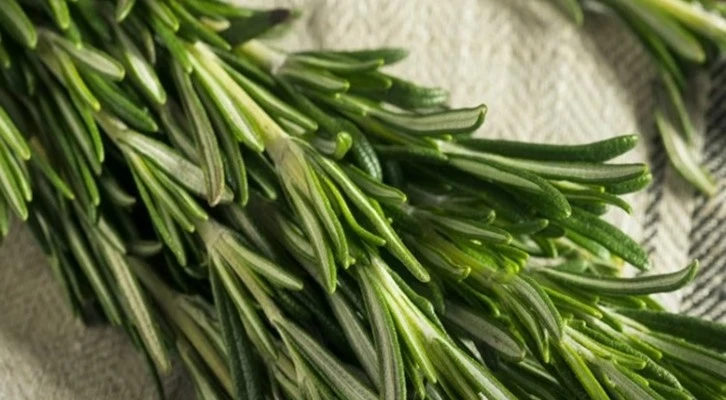 Hatay'da 40 bin biberiye fidesi dağıtıldı