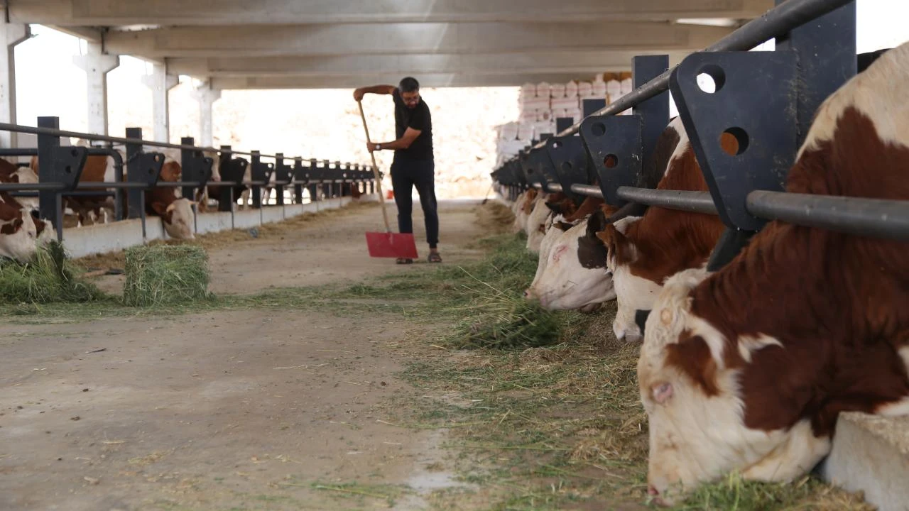 Hayalindeki çiftliği kurmak için yurt dışından Şanlıurfa'ya döndü