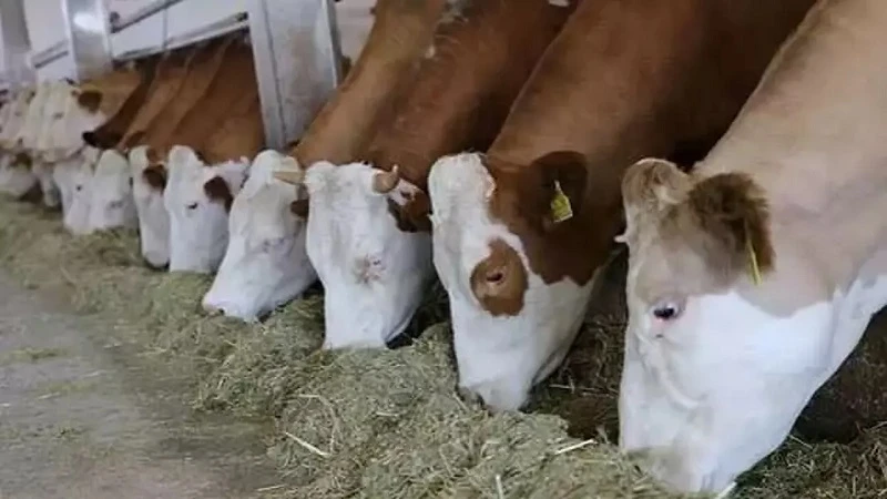 Hayvancılığa yeni destek modeli geliyor