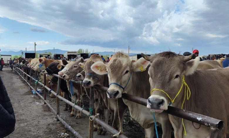 Hayvancılığın merkezinde şap alarmı: Hayvan pazarları kapatıldı