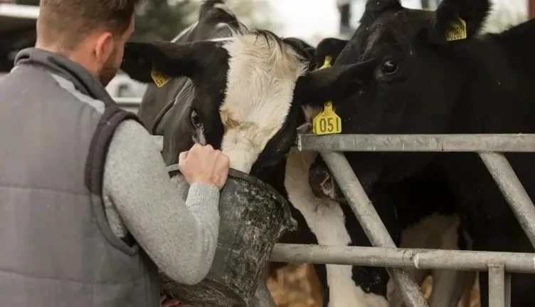 Hayvancılık yapan vatandaşa yüzde 70 ek destek geliyor