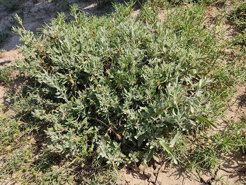 Hayvancılıkta maliyet bitiyor! Konya'da yetişiyor, su da gübre de istemiyor